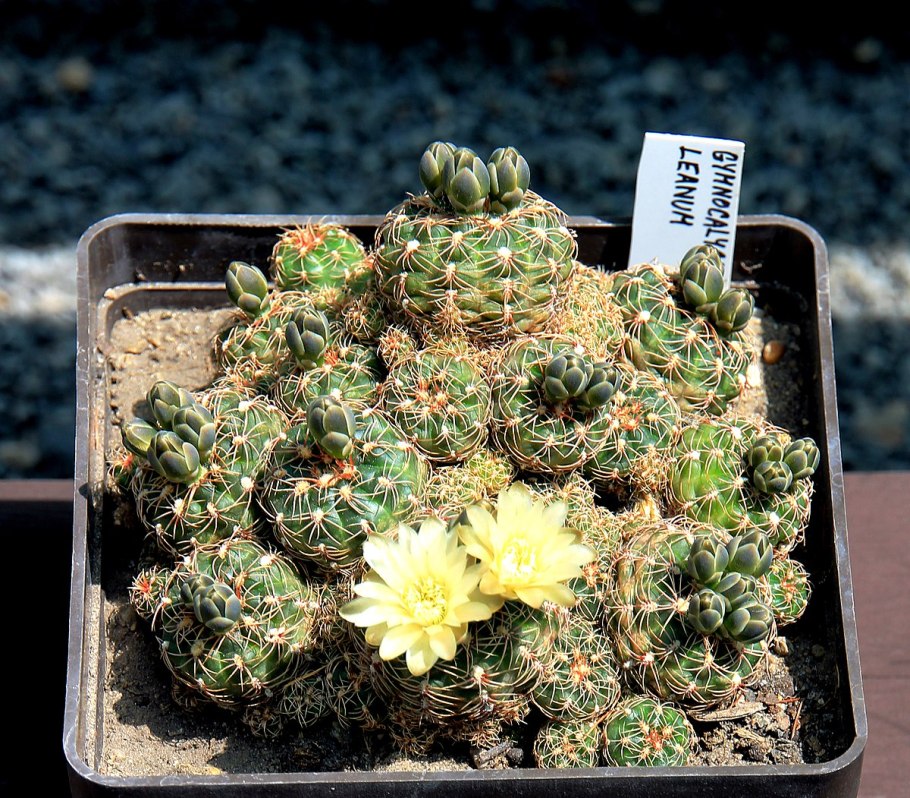 Gymnocalycium uebelmannianum th 97-335