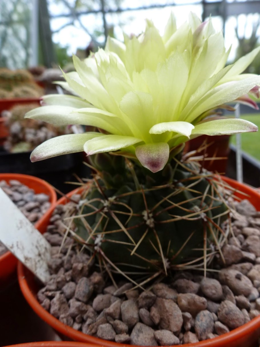 Гимнокалициум мультифлорум