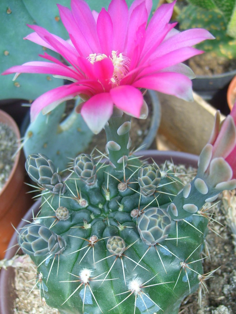 Гимнокалициум baldianum