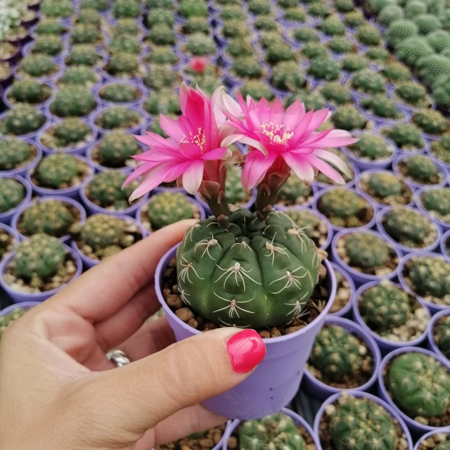 Gymnocalycium uebelmannianum vg