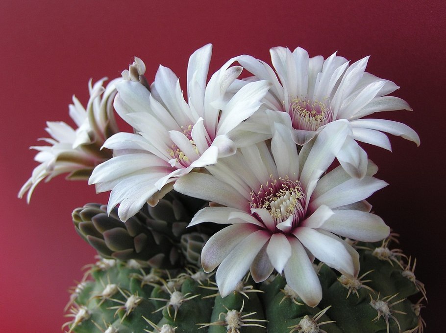 Gymnocalycium leeanum фото