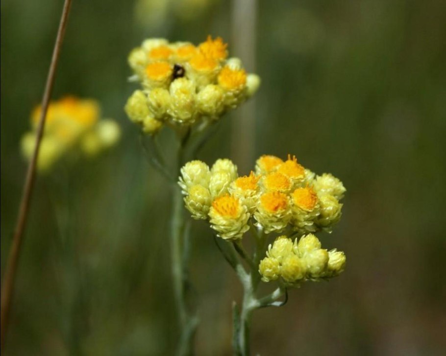 Helichrysum stoechas