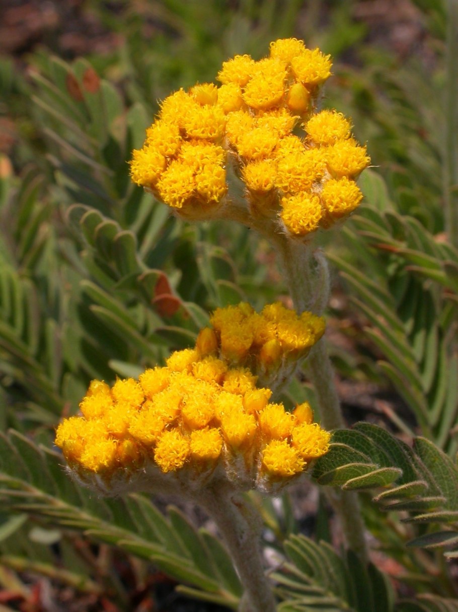 Helichrysum maracandicum Popov
