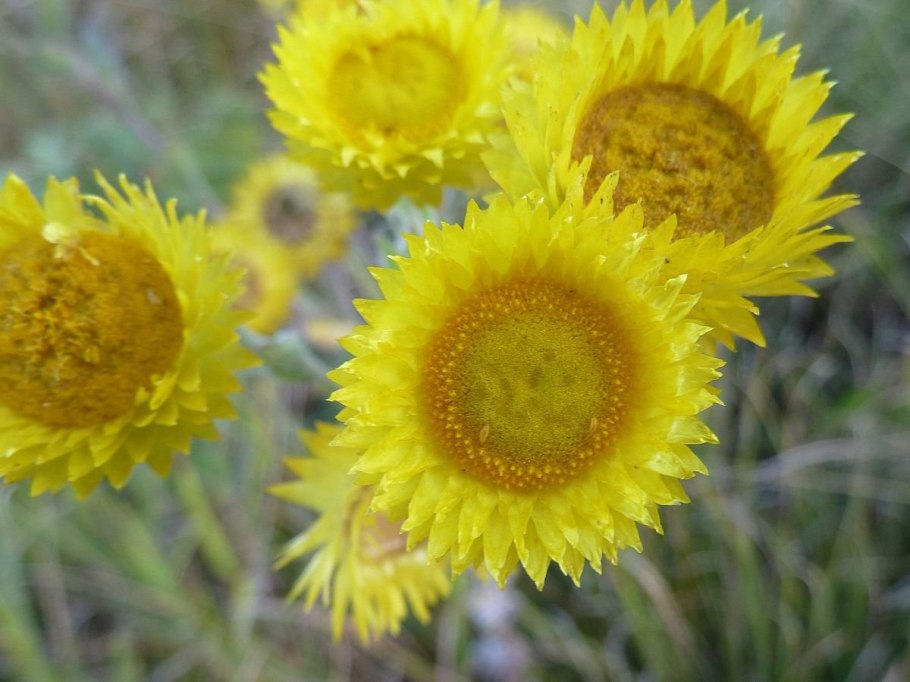 Helichrysum arenarium – бессмертник песчаный