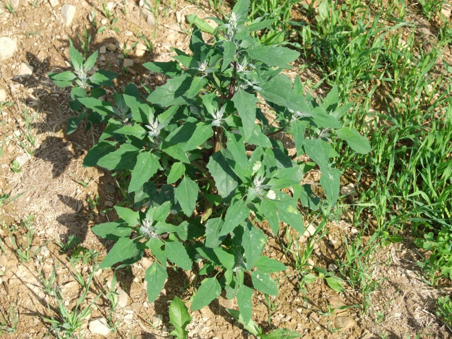 Лебеда раскидистая Atriplex patula