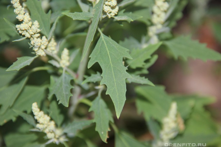 Марь белая (Chenopodium album)