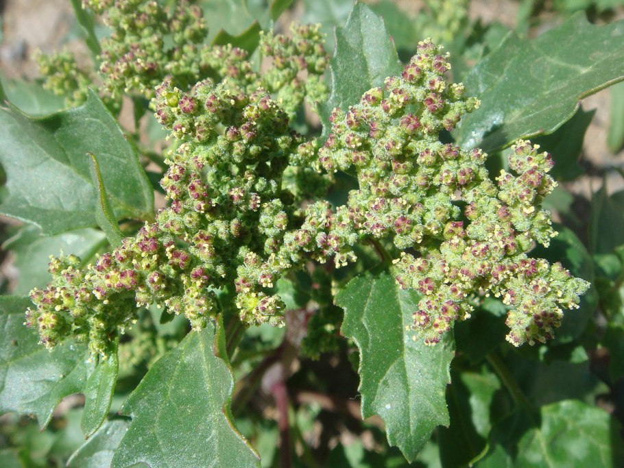 Atriplex tatarica