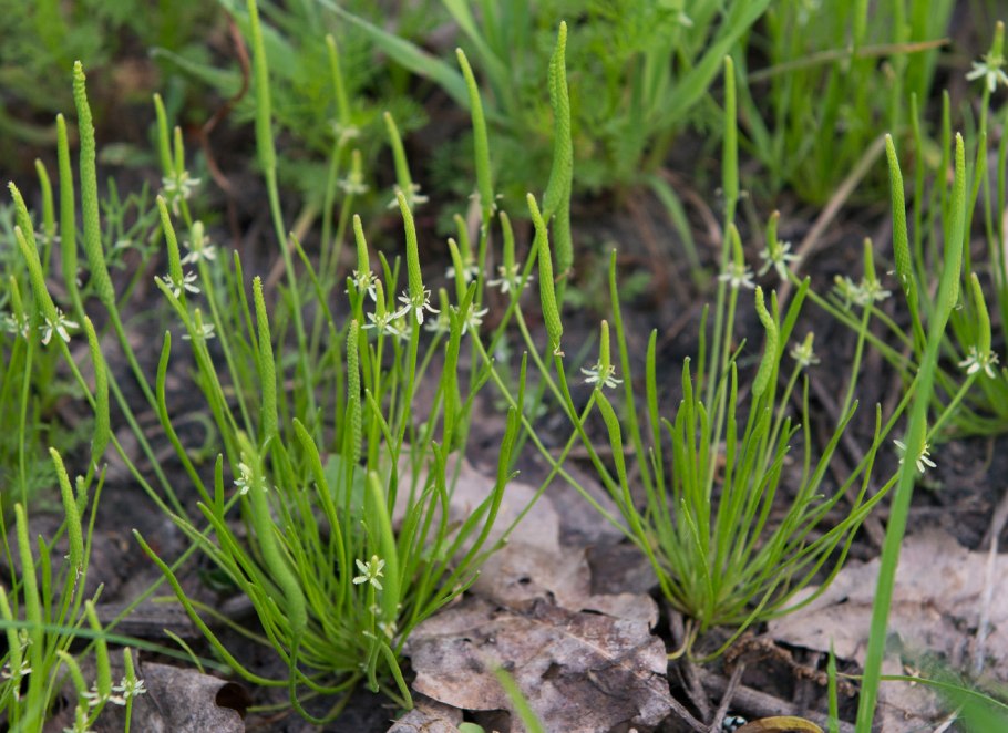 Myosurus cupulatus s.Watson