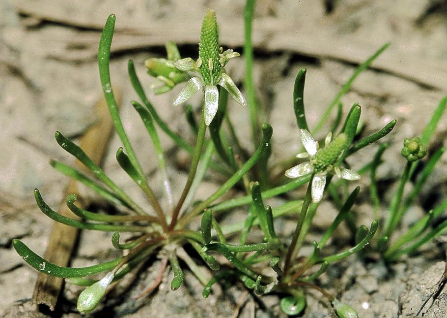 Мышехвостник малый цветок