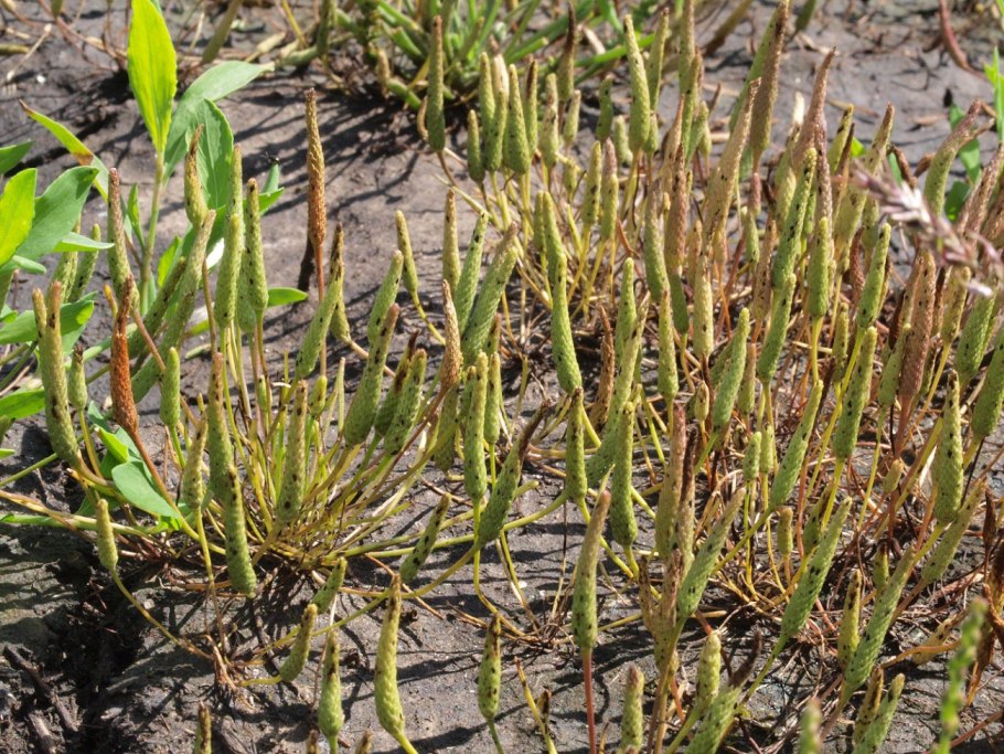 Смолевка Ялтинская