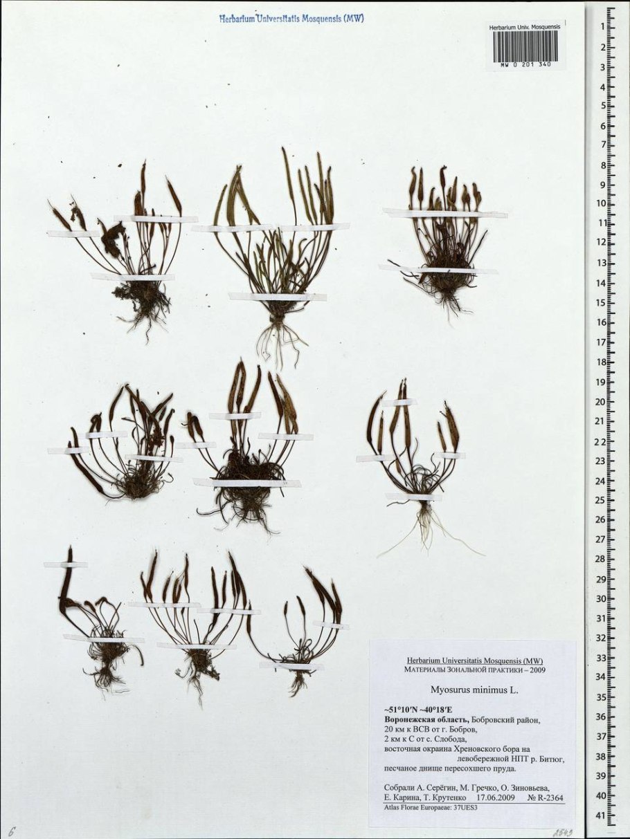 Chroniochilus virescens