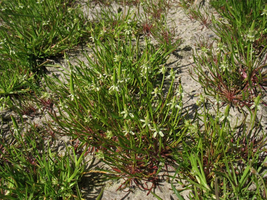 Травы растущие на солонца