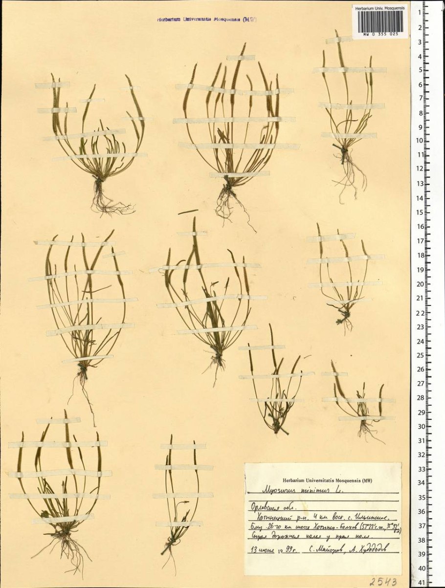 Плевромейя фото