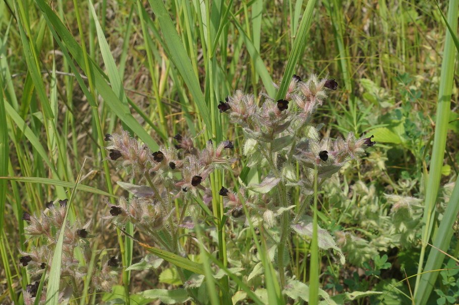 Дриада octopetala