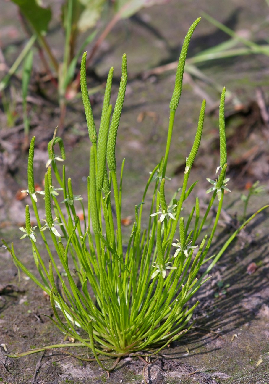 Мышехвостник растение