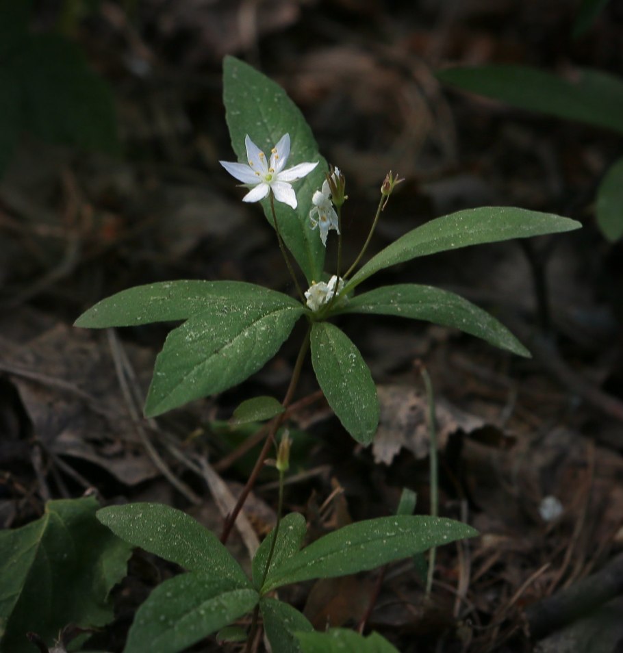 Ясколка Даурская