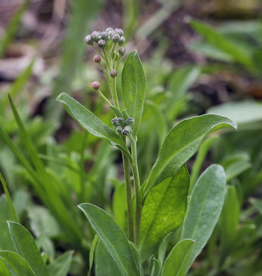 Трава Плантариум Степной