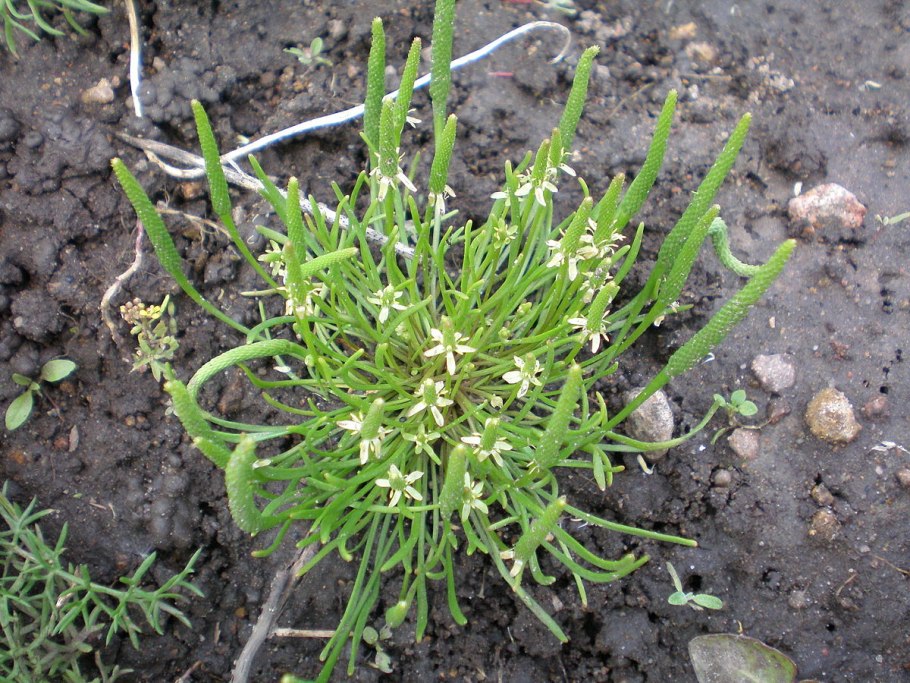 Плантариум определитель растений