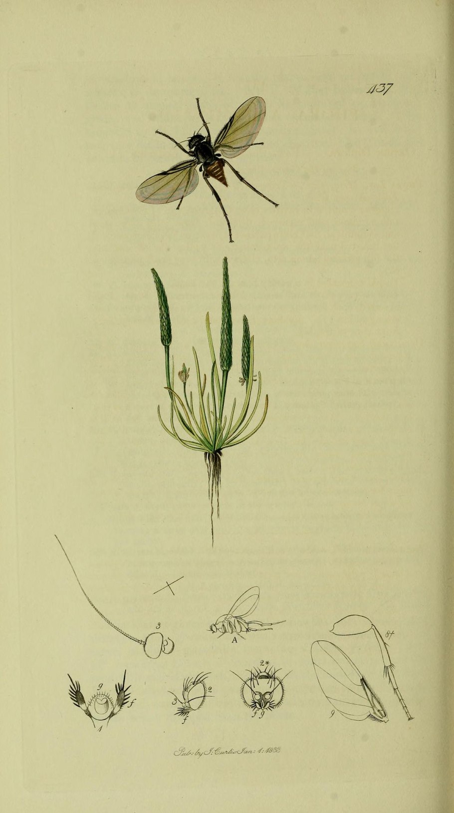 Траутфеттерия Trautvetteria