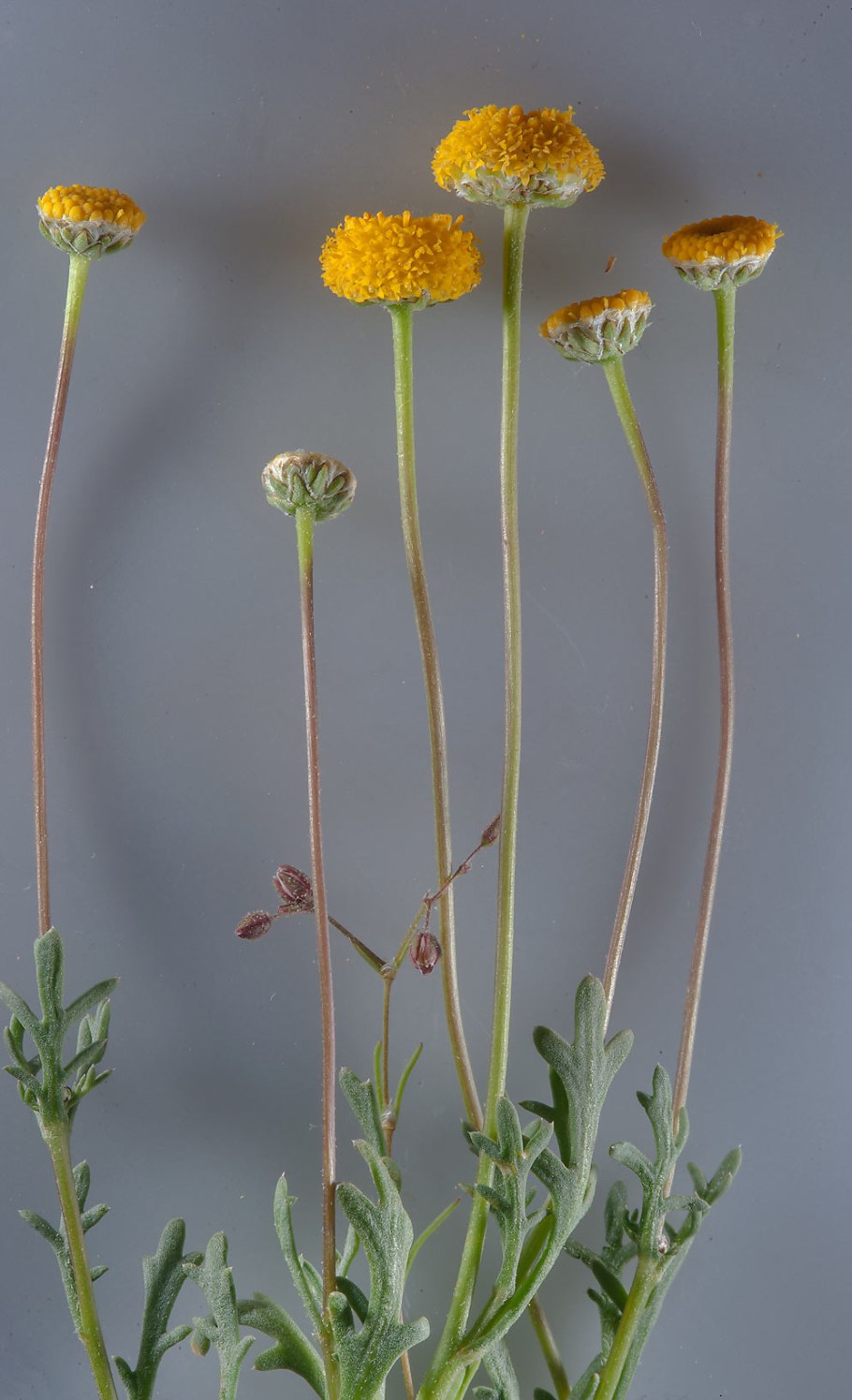 Лютик едкий цветок