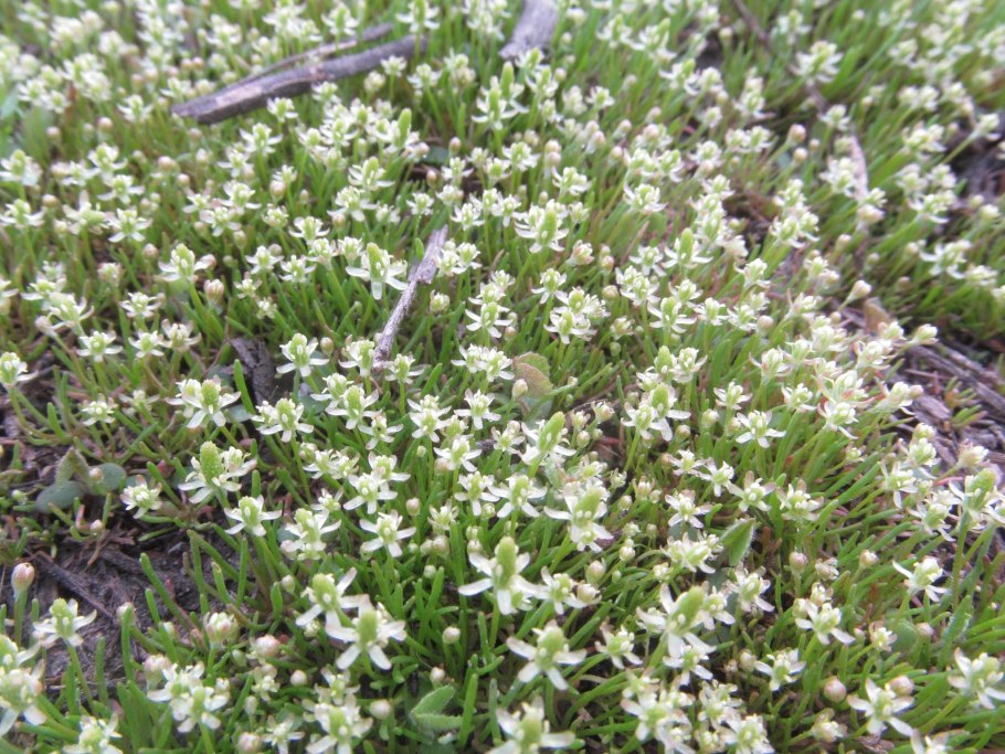 Мышехвостник маленький