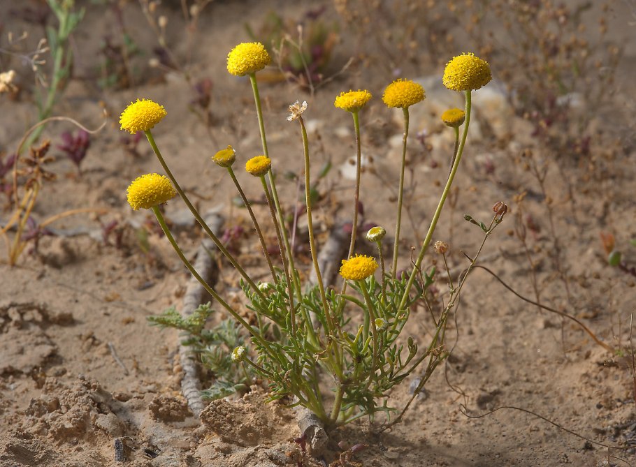 Шотландская Дикая Лесная кошка