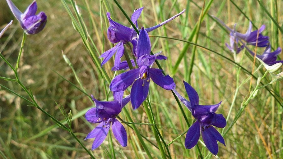 Карбюратор leader pz19jb