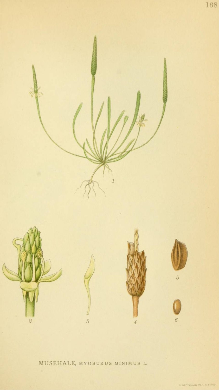 Остролодочник Гмелина