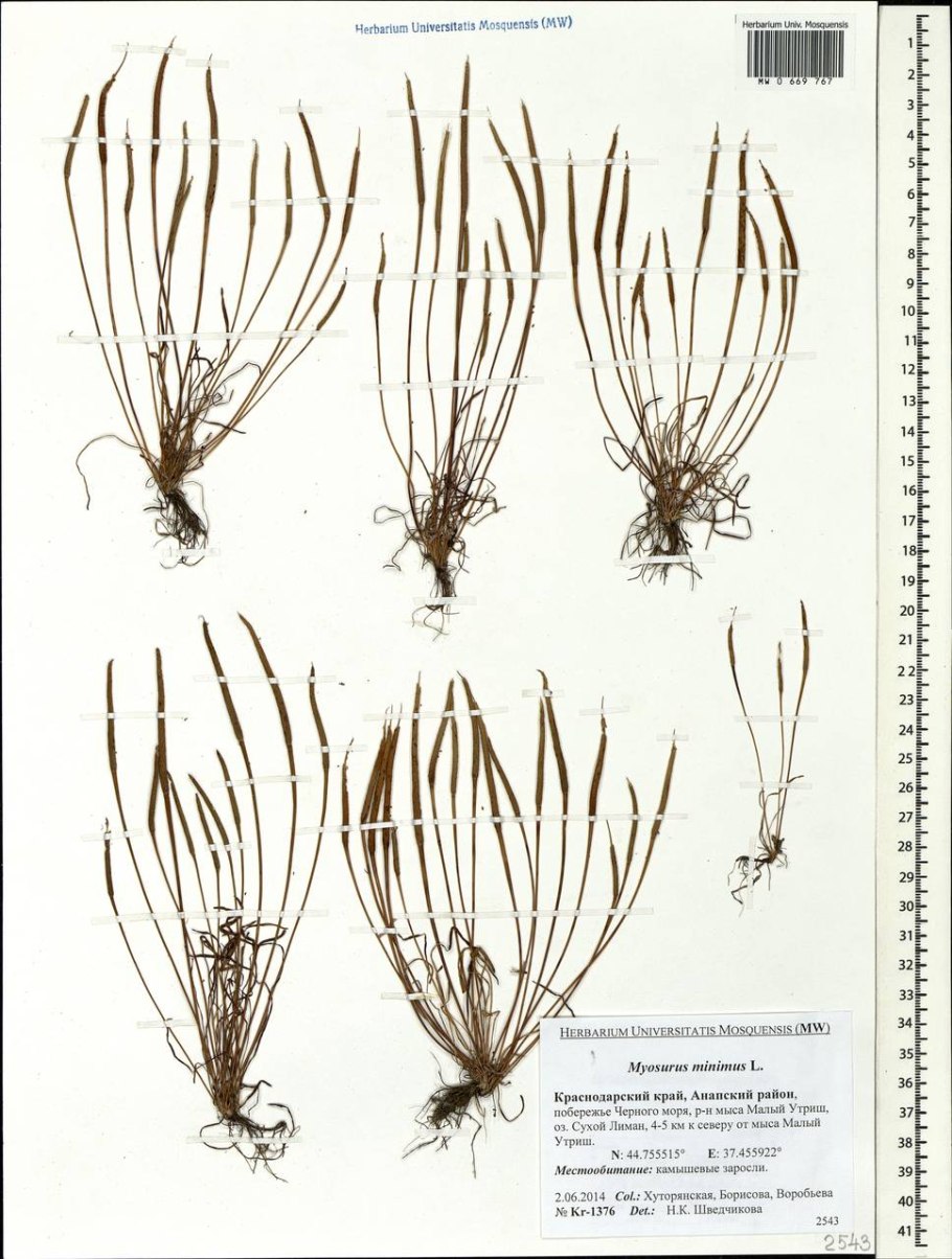 Плантариум определитель растений