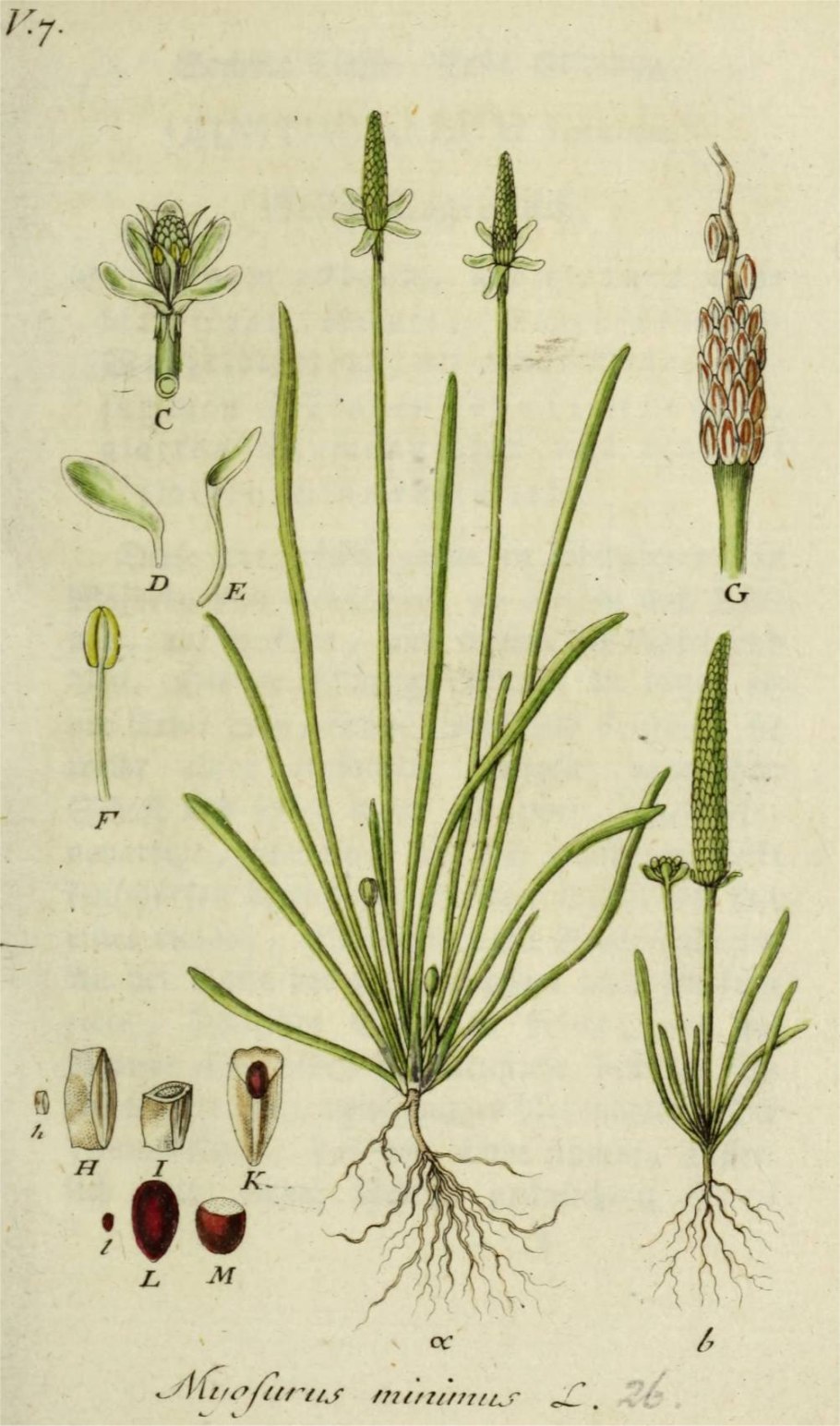 Sameraria cardiocarpa