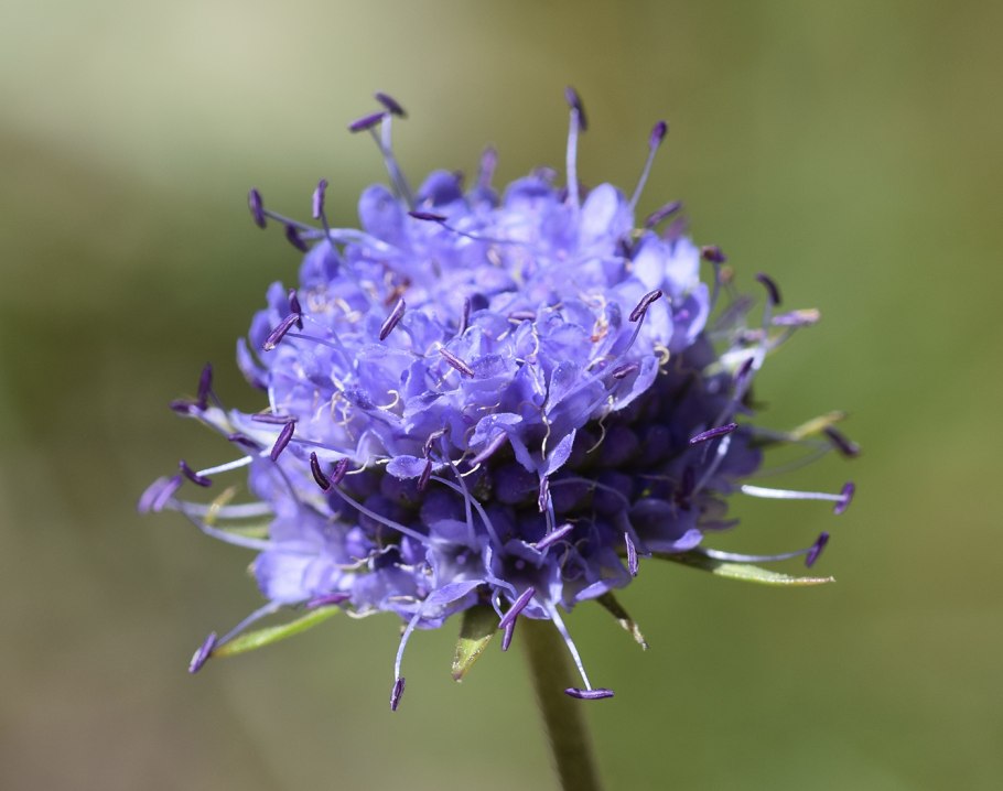 Сокирка обыкновенная