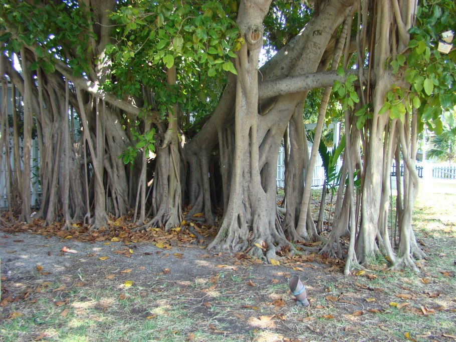 Баньян национальное дерево индии