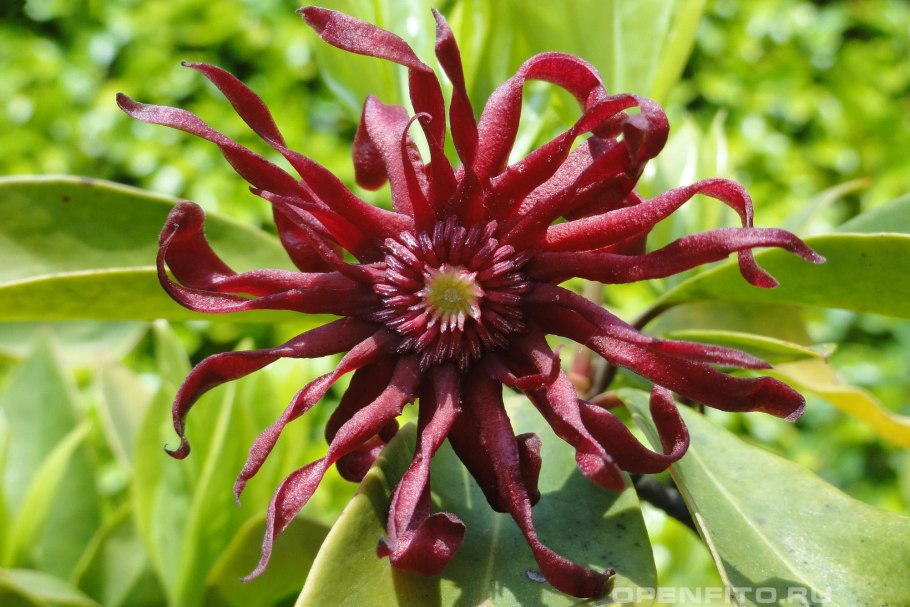 Бадьян - ани́с звёздчатый