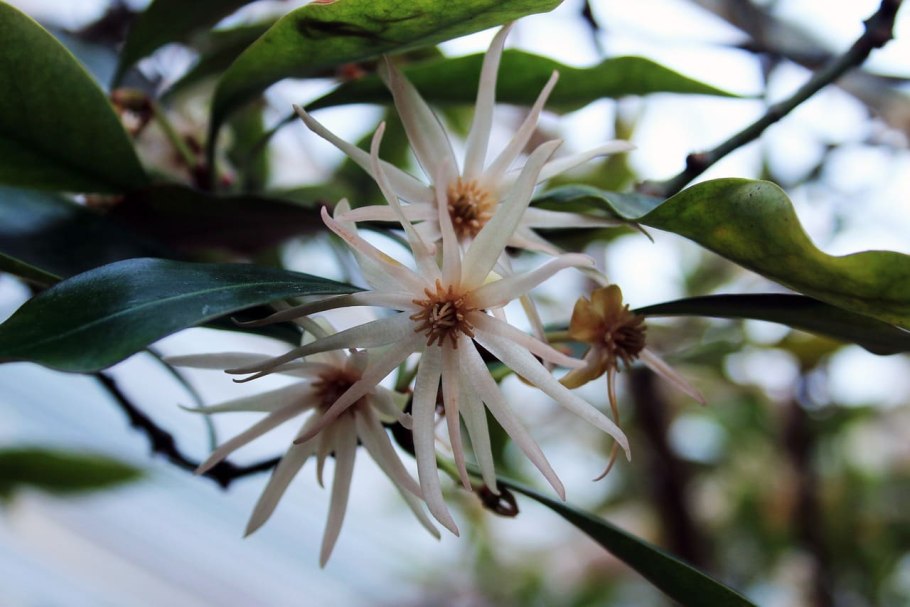 Бадьян анисовый(Illicium anisatum).