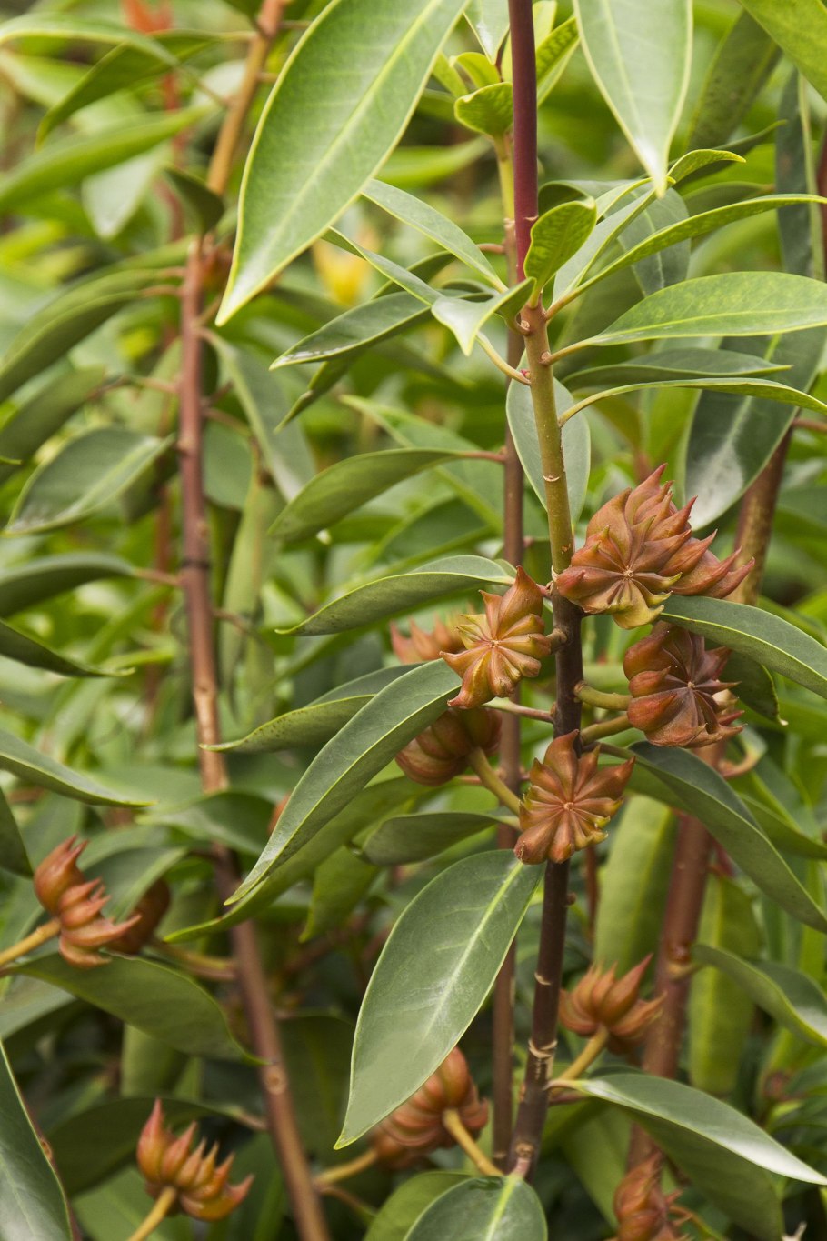 Illicium anisatum