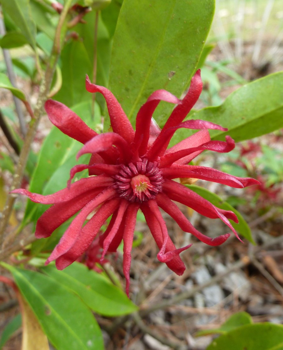 Бадьян анисовый