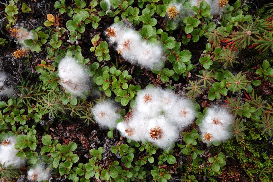 Salix serpyllifolia Ива тимьянолистная с1
