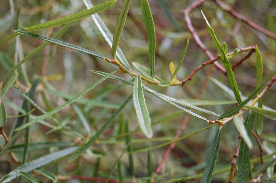 Ива Извилистая Криспа