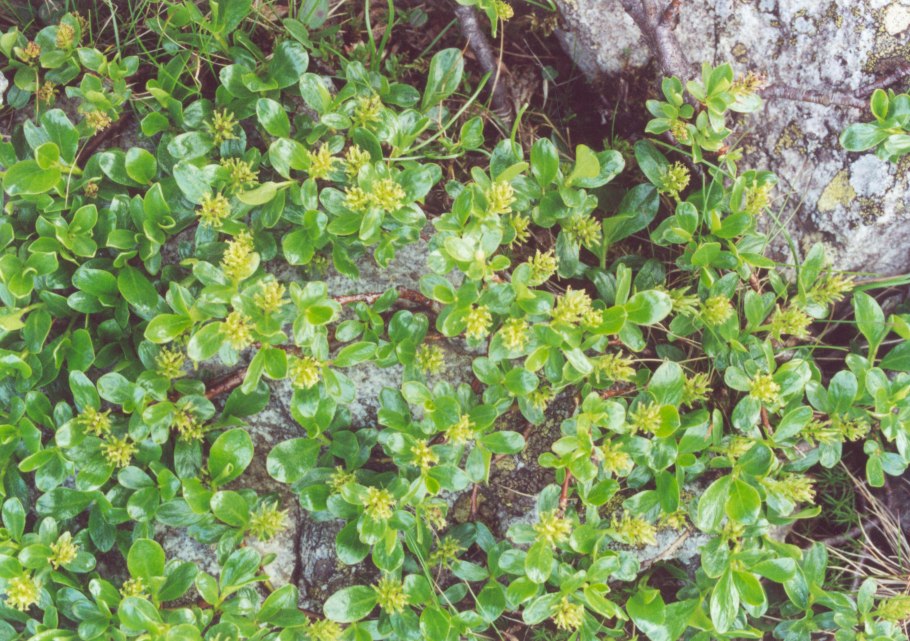 Ива курильская - Salix kurilensis