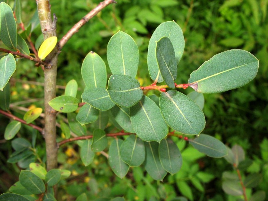 Salix glauca