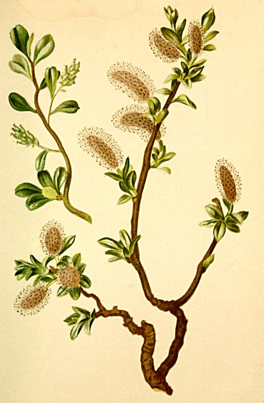 Salix rorida