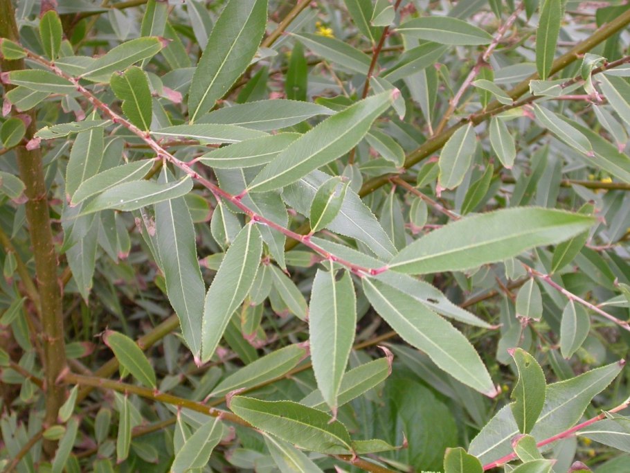 Ива ломкая salix fragilis