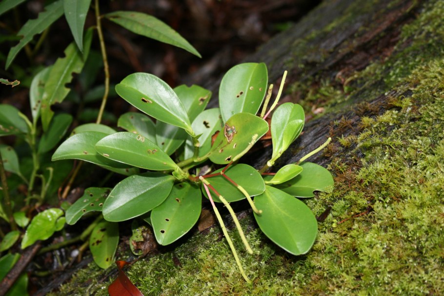 Ива Лапландская Salix lapponum