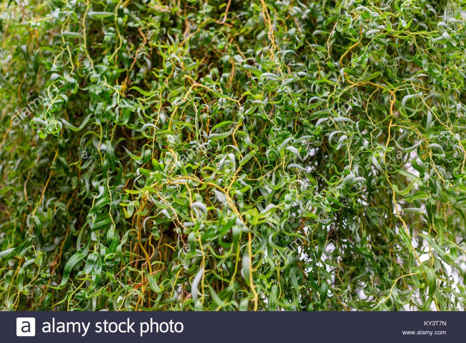 Бирючина овальнолистная