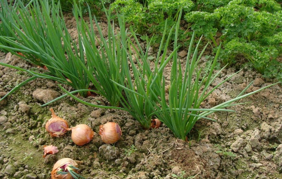 Аллиум (Allium) giganteum