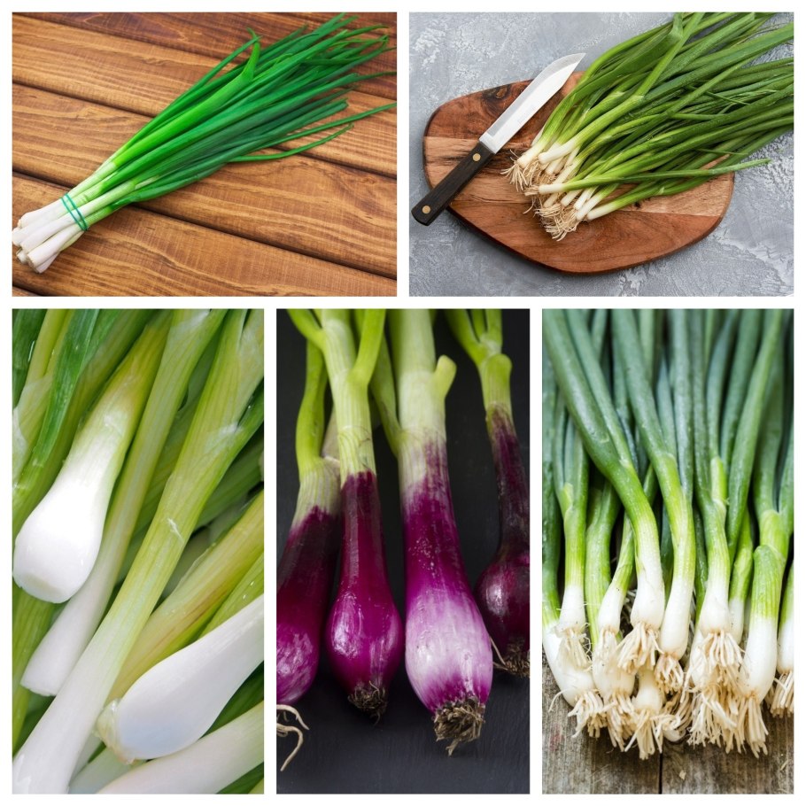 Лук шнитт (Allium schoenoprasum)