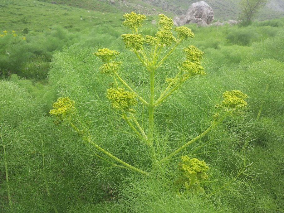Гальбанум растение