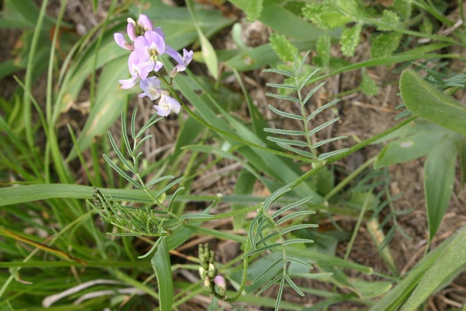 Астрагал щетинистый