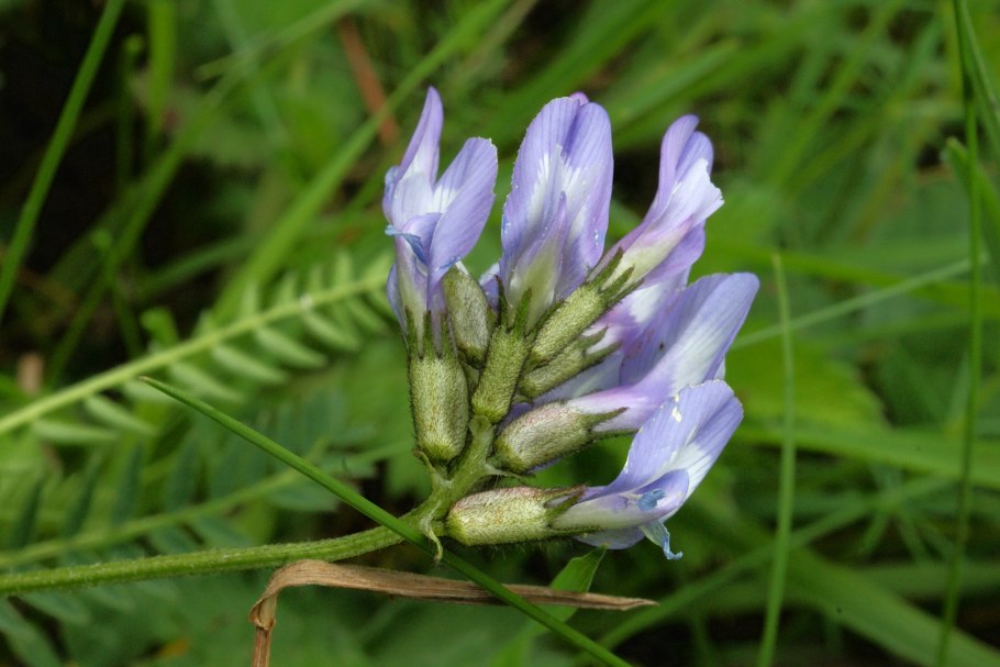 Остролодочник маньчжурский