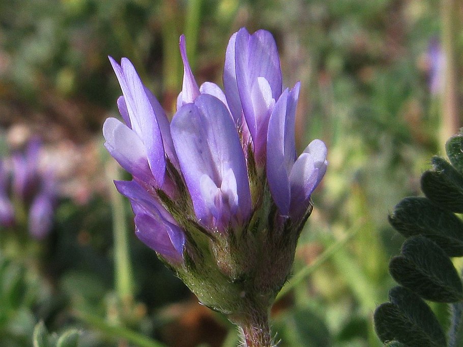 Astragalus nuttallianus